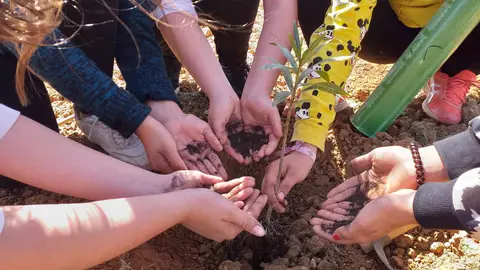 Imagen de plantación Imagen de plantación
