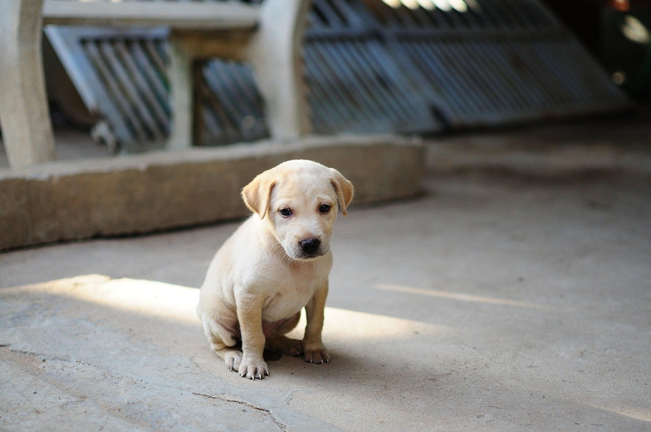 Cuando adoptar un perro no es un regalo: las mascotas en Navidad y la ola de abandonos tras las fiestas Cuando adoptar un perro no es un regalo: las mascotas en Navidad y la ola de abandonos tras las fiestas