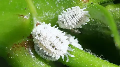 Nuevo ‘cotonet’. Nuevo ‘cotonet’.