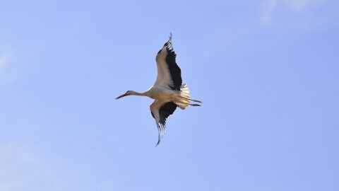 Cig&uuml;e&ntilde;a en Alcal&aacute; de Henares