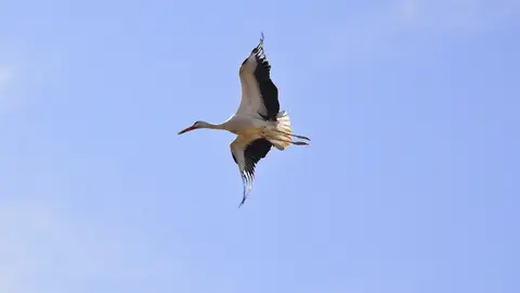 La aparición de cigüeñas muertas en Alcalá y Meco aumenta las sospechas de la extensión de la gripe aviar a la comarca del Henares Cigüeña en Alcalá de Henares