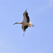 La aparición de cigüeñas muertas en Alcalá y Meco aumenta las sospechas de la extensión de la gripe aviar a la comarca del Henares La aparición de cigüeñas muertas en Alcalá y Meco aumenta las sospechas de la extensión de la gripe aviar a la comarca del Henares