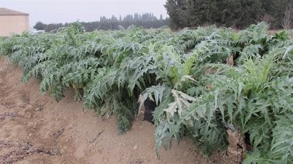 El cardo, la verdura aragonesa que no falta en Navidad El cardo, la verdura aragonesa que no falta en Navidad