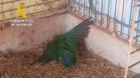 Investigan a un vecino de Burriana por maltrato animal y tenencia ilegal de especies protegidas Investigan a un vecino de Burriana por maltrato animal y tenencia ilegal de especies protegidas