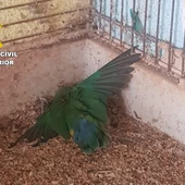 Investigan a un vecino de Burriana por maltrato animal y tenencia ilegal de especies protegidas Investigan a un vecino de Burriana por maltrato animal y tenencia ilegal de especies protegidas