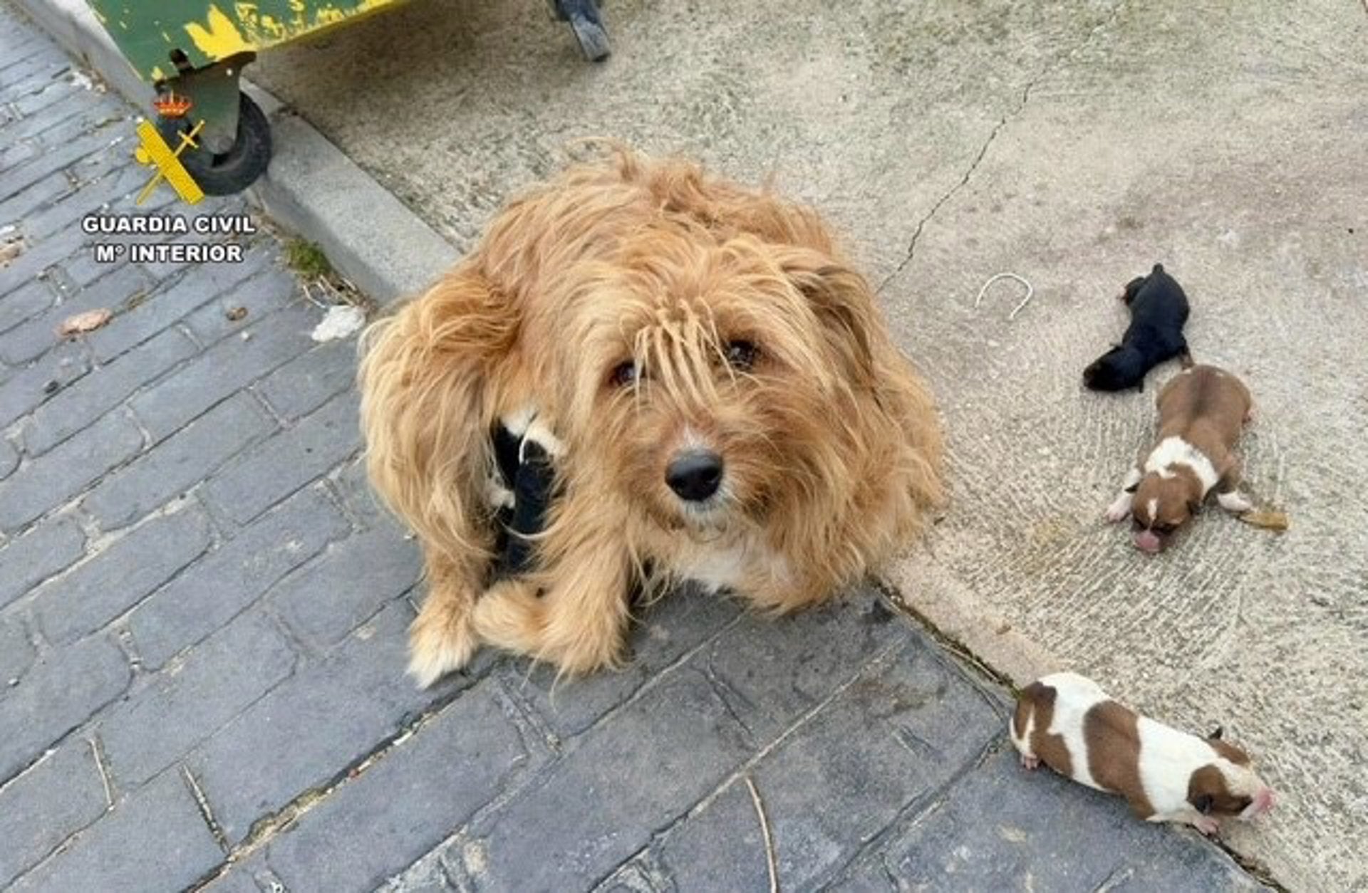 Investigan a un hombre por abandonar cachorros de su perra en una bolsa en la basura en Aldeanueva de la Vera Investigan a un hombre por abandonar cachorros de su perra en una bolsa en la basura en Aldeanueva de la Vera