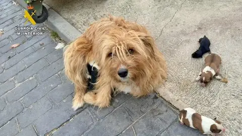 Perros abandonados Perros abandonados