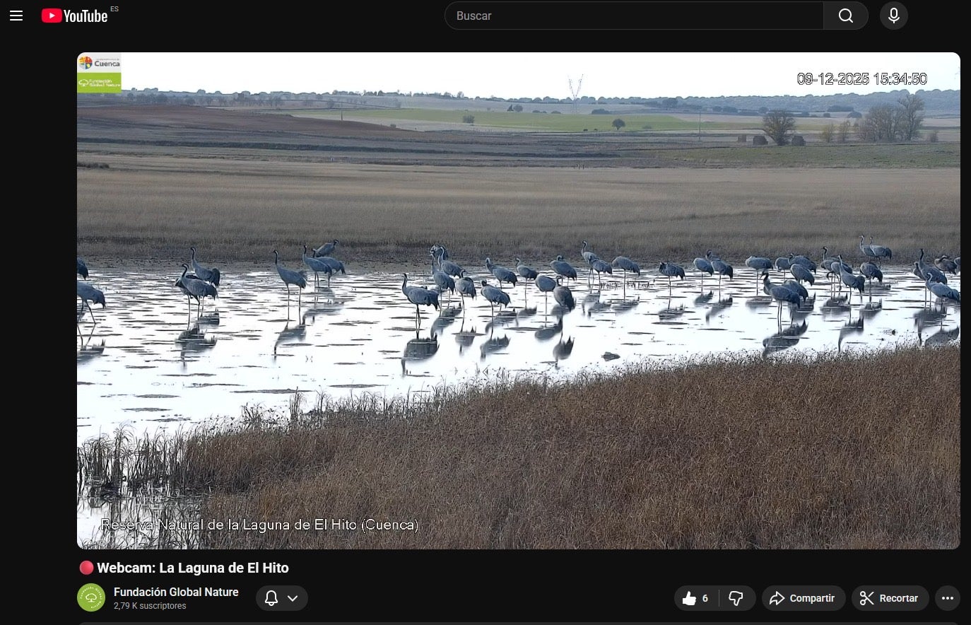 1.200 grullas en la laguna de El Hito, en Cuenca: proyectos para mantener el humedal 1.200 grullas en la laguna de El Hito, en Cuenca: proyectos para mantener el humedal