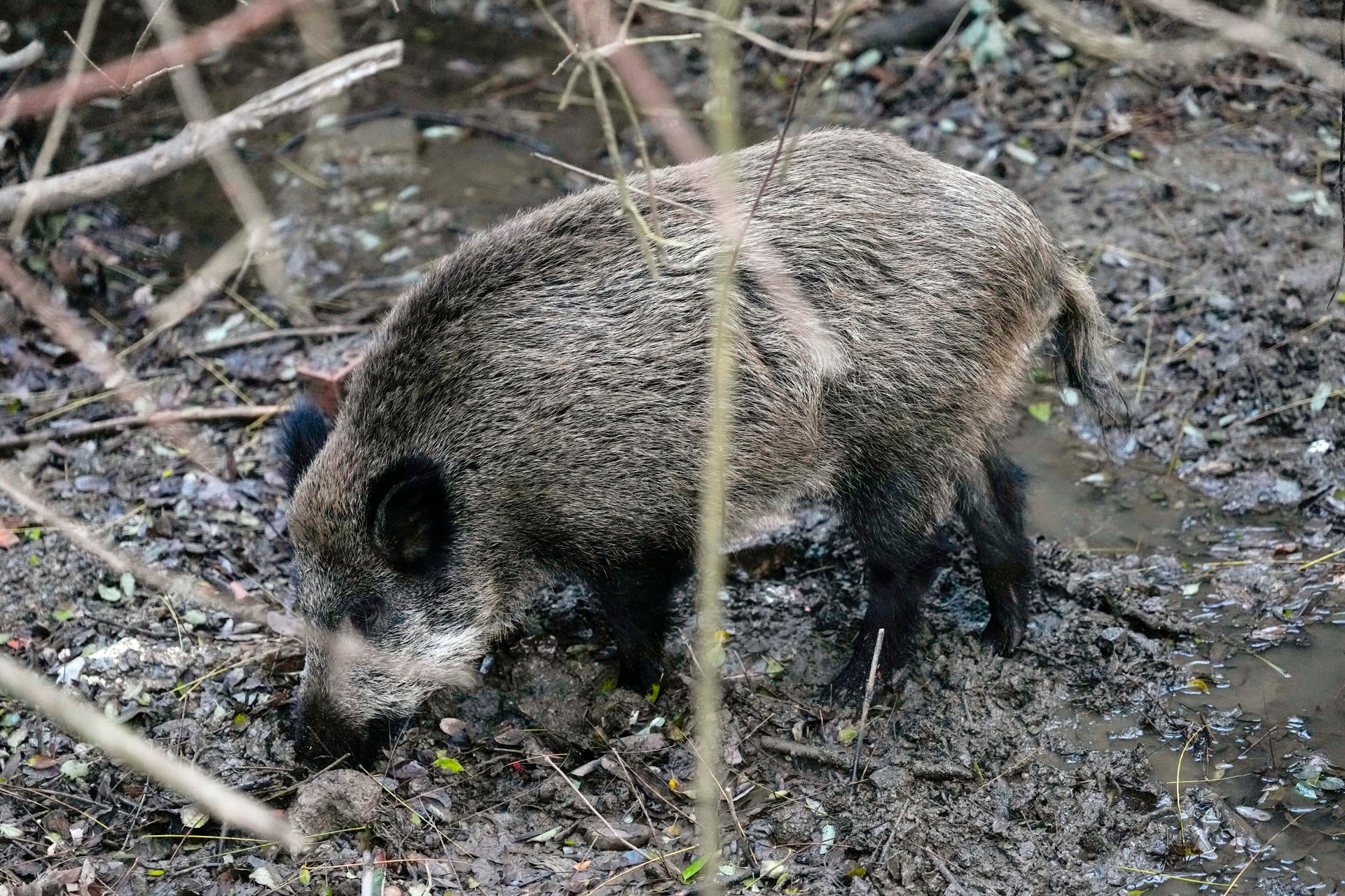 Un jabalí campa por la sierra de Collserola Un jabalí campa por la sierra de Collserola