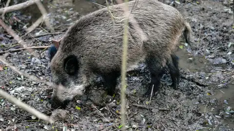 Un jabalí campa por la sierra de Collserola Un jabalí campa por la sierra de Collserola