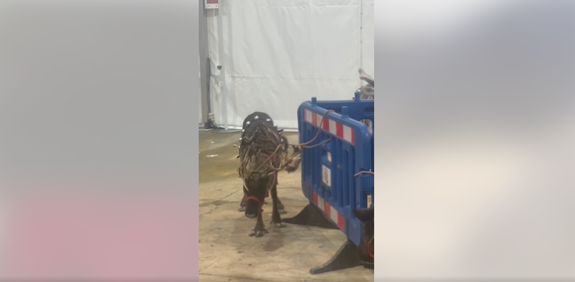 Polémica por el uso de renos en una cabalgata de Navidad en Madrid: Carlos Rodríguez señala que "tenían síntomas de estrés" Polémica por el uso de renos en una cabalgata de Navidad en Madrid: Carlos Rodríguez señala que "tenían síntomas de estrés"