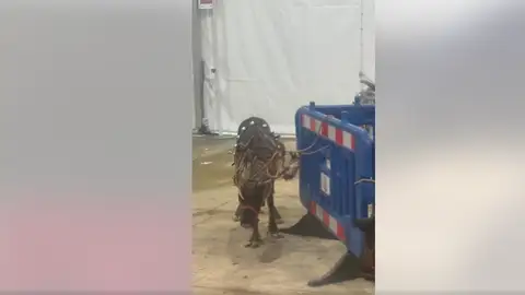 Polémica por el uso de renos en una cabalgata de Navidad en Madrid: Carlos Rodríguez señala que "tenían síntomas de estrés" Polémica por el uso de renos en una cabalgata de Navidad en Madrid: Carlos Rodríguez señala que "tenían síntomas de estrés"