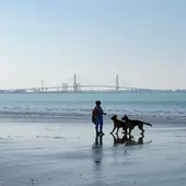 Puente de la Constitución - Cádiz Puente de la Constitución - Cádiz