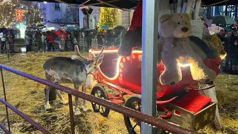 Renos en la cabalgata de Papá Noel de Santander Renos en la cabalgata de Papá Noel de Santander