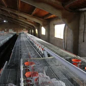 Granja cunícola Granja cunícola