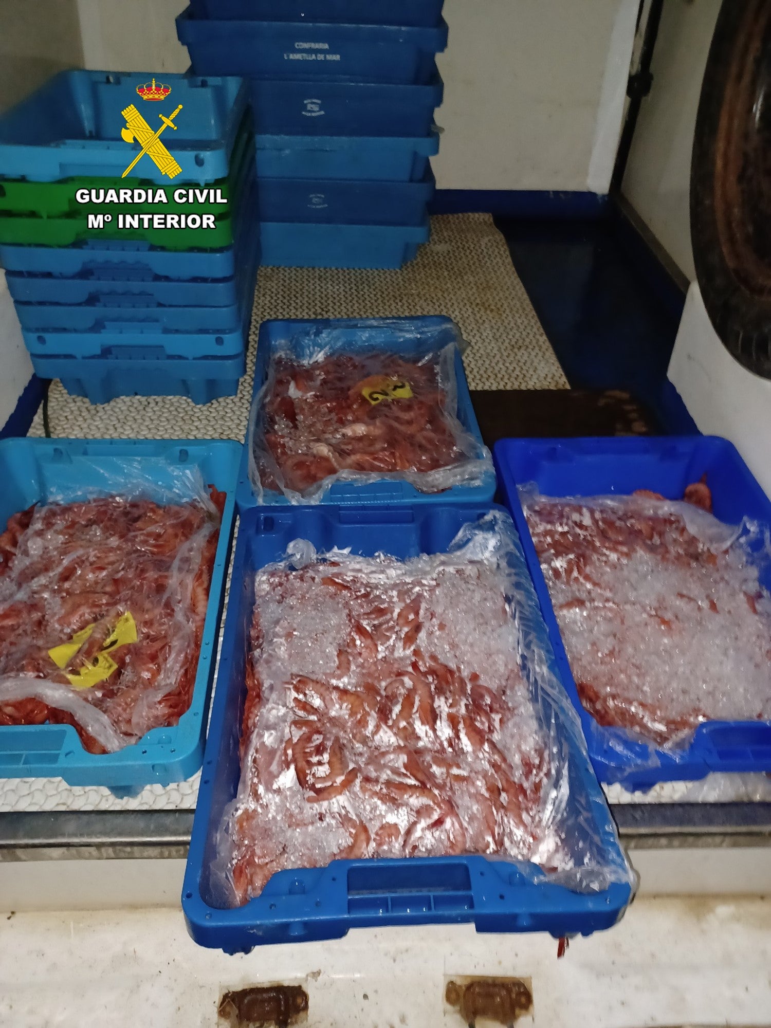 El Seprona inmoviliza en Santa Pola 112 kilos de gamba roja pescada y almacenada de forma irregular El Seprona inmoviliza en Santa Pola 112 kilos de gamba roja pescada y almacenada de forma irregular