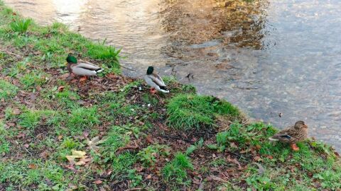 Detectados dos casos de gripe aviar en patos en el R&iacute;o Negro de Luarca.