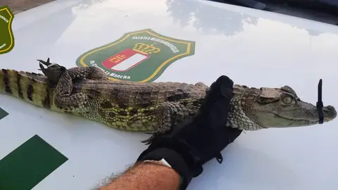 Caimán recuperado en el pantano de Almansa. Caimán recuperado en el pantano de Almansa.