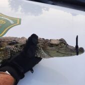 Caimán recuperado en el pantano de Almansa. 