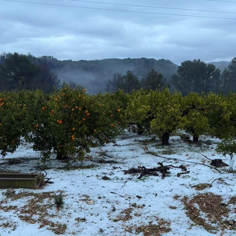 Uno de los campos afectados por el pedrisco.