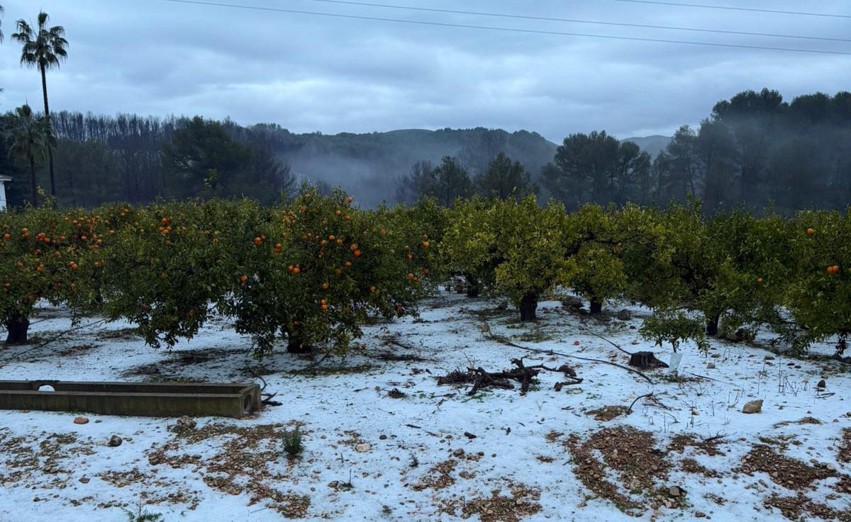 Asociaciones agrarias cifran en tres millones de euros los daños de las lluvias en los cultivos de siete comarcas valencianas Asociaciones agrarias cifran en tres millones de euros los daños de las lluvias en los cultivos de siete comarcas valencianas