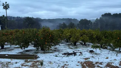 Uno de los campos afectados por el pedrisco. Uno de los campos afectados por el pedrisco.