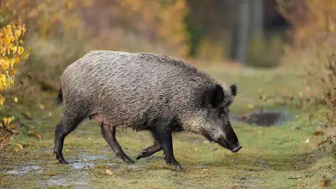 Porc senglar Porc senglar