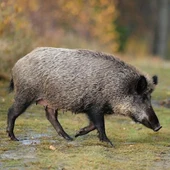 Porc senglar Porc senglar