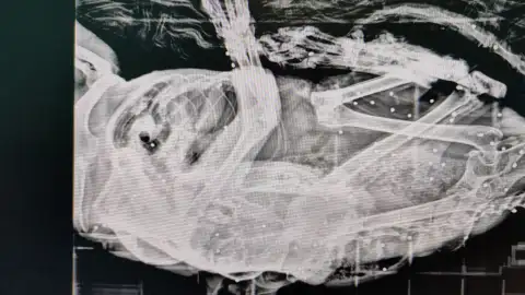 Hallan en Polanco un gato con más de 50 perdigones en su cuerpo Hallan en Polanco un gato con más de 50 perdigones en su cuerpo