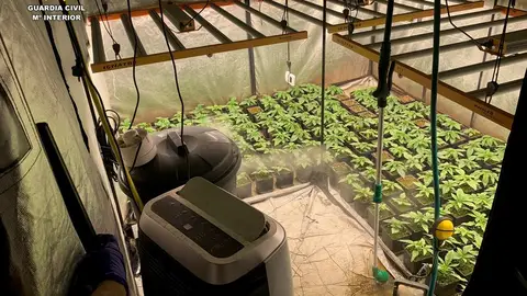 Plantación de marihuana en Aspe. Plantación de marihuana en Aspe.