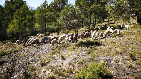 Herb&iacute;voros comiendo en un bosque 
