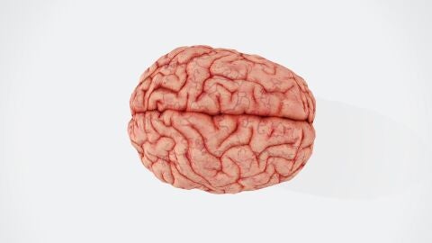 Un cerebro