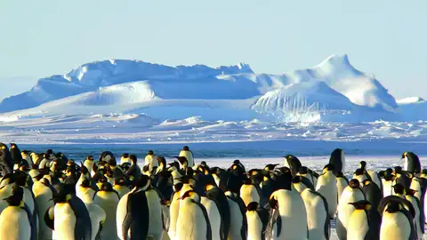 Pingüinos en la Antártida Pingüinos en la Antártida