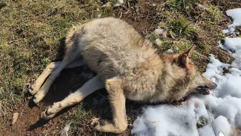 ASCEL denuncia ante la Fiscalía la muerte lobo por disparo en La Pernía .