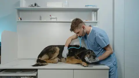 Veterinario auscultando a un perro en la clínica Veterinario auscultando a un perro en la clínica