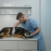 Veterinario auscultando a un perro en la clínica