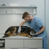 Veterinario auscultando a un perro en la clínica Veterinario auscultando a un perro en la clínica