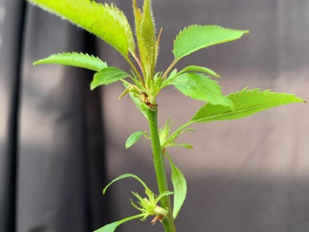 Aragón presenta un cerezo siempre verde que reta al cambio climático Aragón presenta un cerezo siempre verde que reta al cambio climático