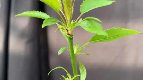 Rama verde de un cerezo Rama verde de un cerezo