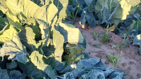 Plantaci&oacute;n de alcachofas