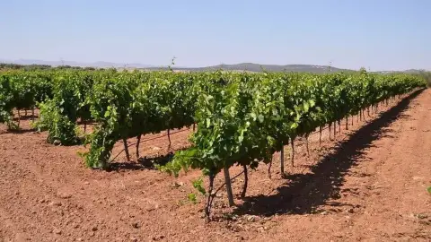 UPA-UCE rechaza la "demagogia" de las organizaciones que no votan contra el "bloqueo" al crecimiento del cava extremeño UPA-UCE rechaza la "demagogia" de las organizaciones que no votan contra el "bloqueo" al crecimiento del cava extremeño