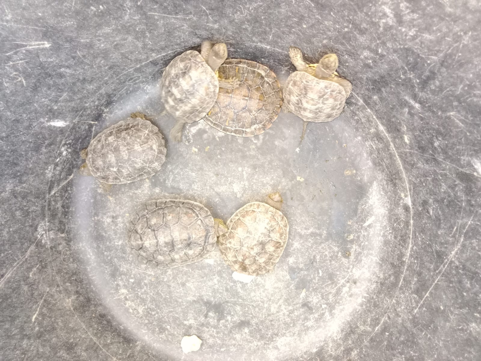 Un proyecto de Acció Ecologista-Agró constata la recuperación en Elche de la población de tortuga de agua autóctona de la Península Un proyecto de Acció Ecologista-Agró constata la recuperación en Elche de la población de tortuga de agua autóctona de la Península