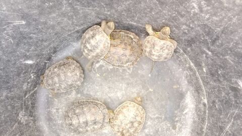 Algunos de los ejemplares de tortuga de agua aut&oacute;ctona de la Pen&iacute;nsula ib&eacute;rica identificados en Elche.
