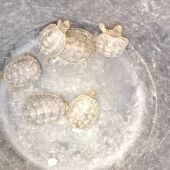 Algunos de los ejemplares de tortuga de agua autóctona de la Península ibérica identificados en Elche.