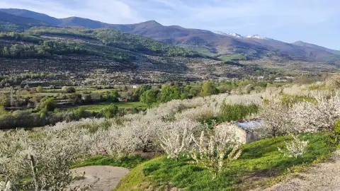 El Cerezo en Flor arrancará en Tornavacas el 27 de marzo y finalizará en Casas del Castañar el 11 de abril El Cerezo en Flor arrancará en Tornavacas el 27 de marzo y finalizará en Casas del Castañar el 11 de abril