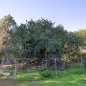 Algarrobo de Foia Brell, en l'Alfàs,catalogado como árbol monumental, con una antigüedad aproximada de 800 años y considerado el ejemplar más grande y longevo de la Comunitat Valenciana