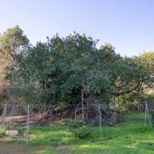 Algarrobo de Foia Brell, en l'Alfàs,catalogado como árbol monumental, con una antigüedad aproximada de 800 años y considerado el ejemplar más grande y longevo de la Comunitat Valenciana Algarrobo de Foia Brell, en l'Alfàs,catalogado como árbol monumental, con una antigüedad aproximada de 800 años y considerado el ejemplar más grande y longevo de la Comunitat Valenciana