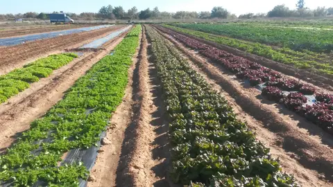Terrenos agrícolas de producción ecológica. Terrenos agrícolas de producción ecológica.