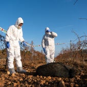 S'eleven a seixanta els positius de pesta porcina africana en senglars morts