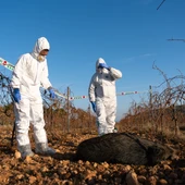 S'eleven a seixanta els positius de pesta porcina africana en senglars morts S'eleven a seixanta els positius de pesta porcina africana en senglars morts